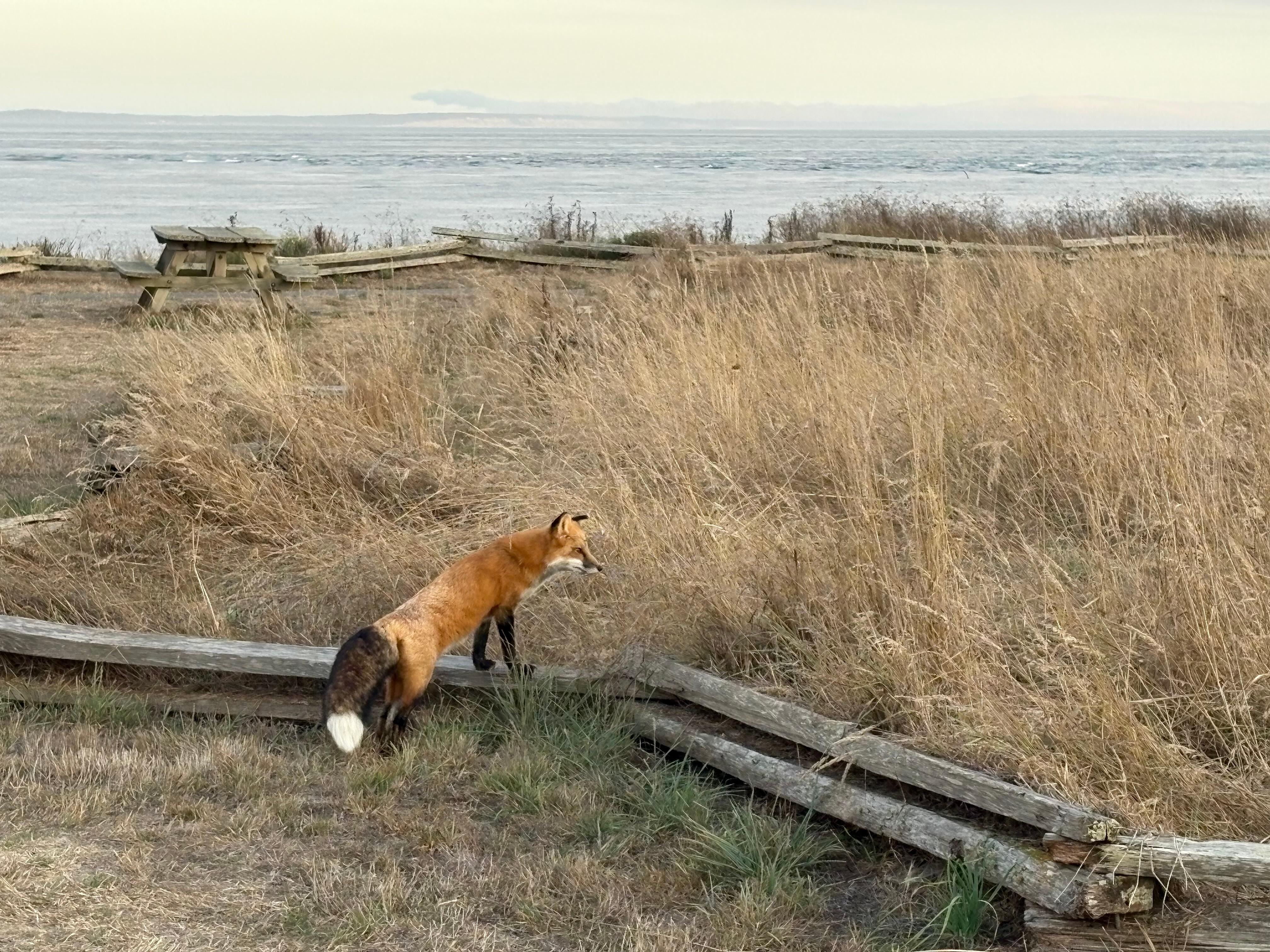 There are a lot of Red Fox on the Island 