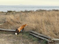 There are a lot of Red Fox on the Island