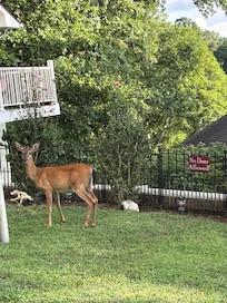Rebel deer are everywhere!