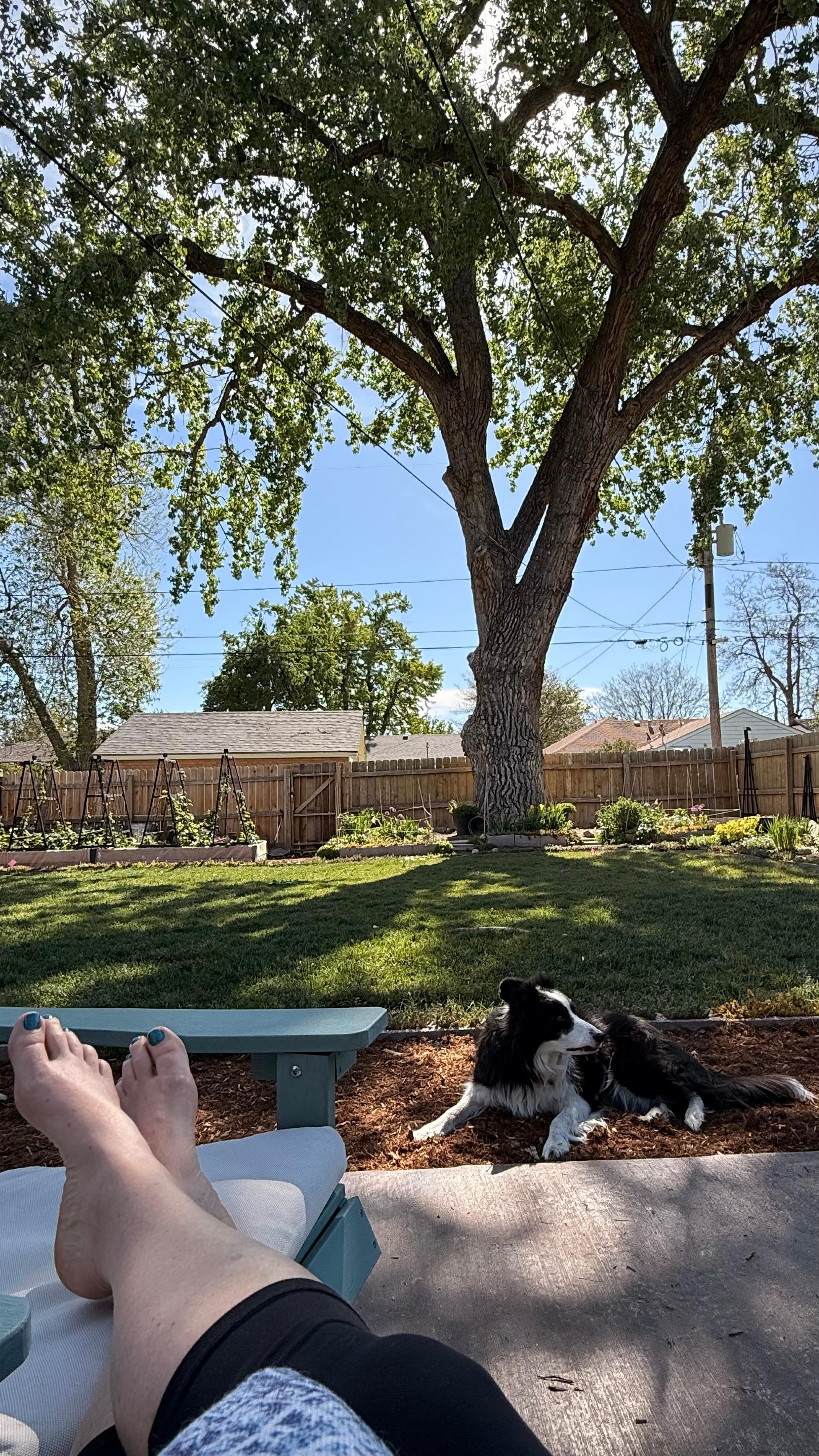 Gorgeous backyard for morning ☕️ 