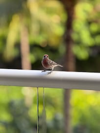 Our little visitor each morning.