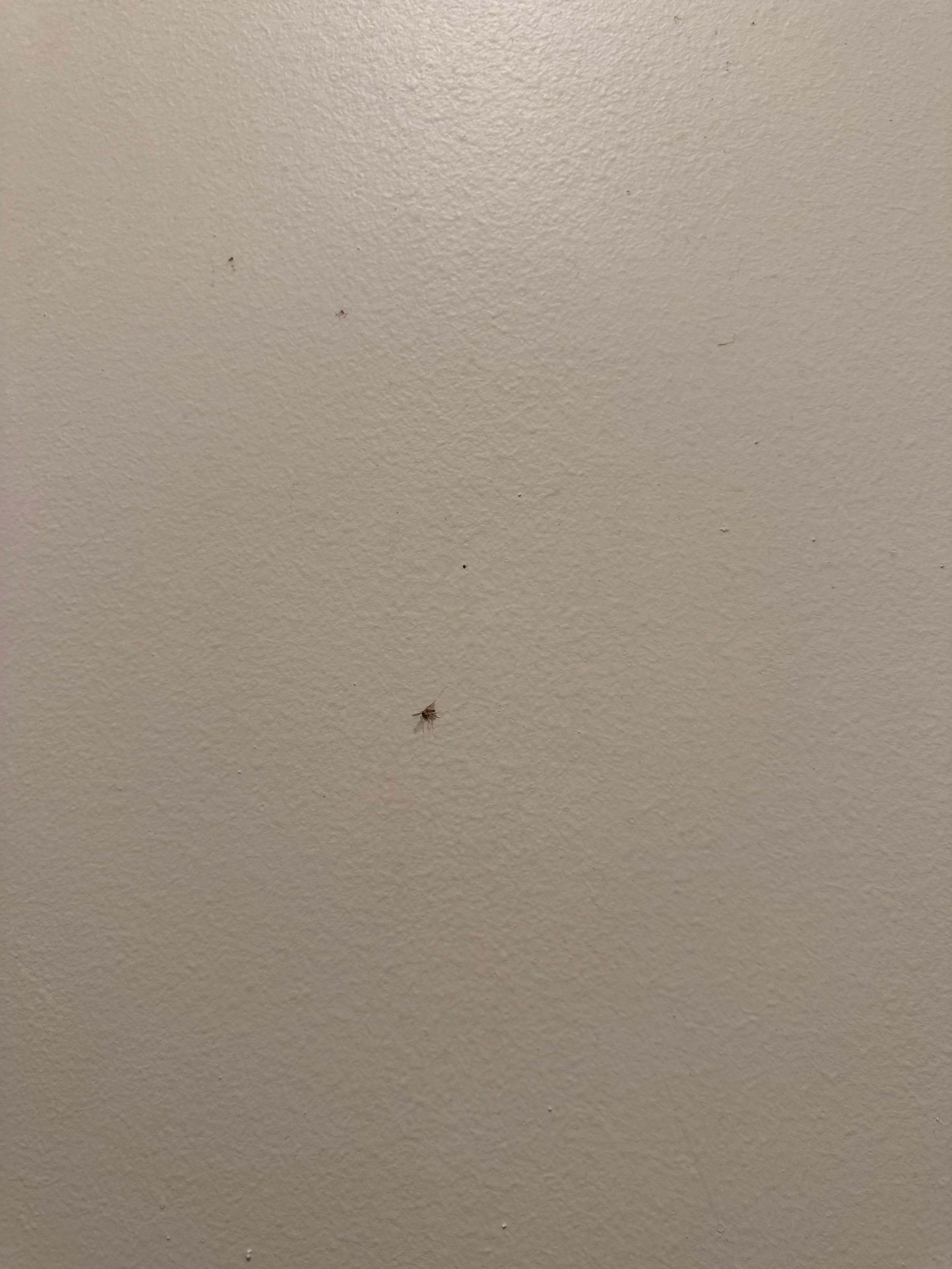 Smashed bugs/dirty walls