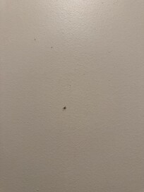 Smashed bugs/dirty walls