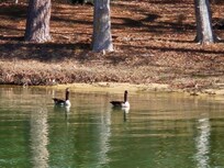 Some of the local wildlife. We also saw Egrets, squirrels, chipmunks, and lots of other birds.