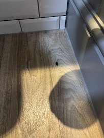Bug