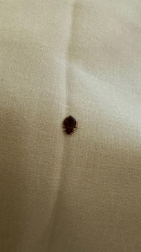 Bed bug #1