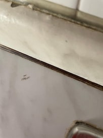 The small animals less than 0.1 mm in zise