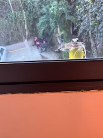 Our daily morning visitor