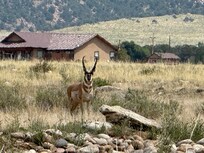 Pronghorn