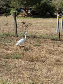 Unique and beautiful birds.