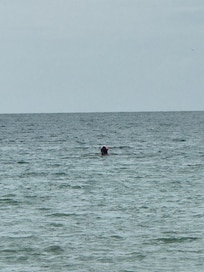 Almost forgot to add that as we walked out to the beach from the condo, we were greeted with at least 20 dolphins iright in front. They gave a show for at least an hour. Moms and babies swimming around and jumping out of the water. Very cool.