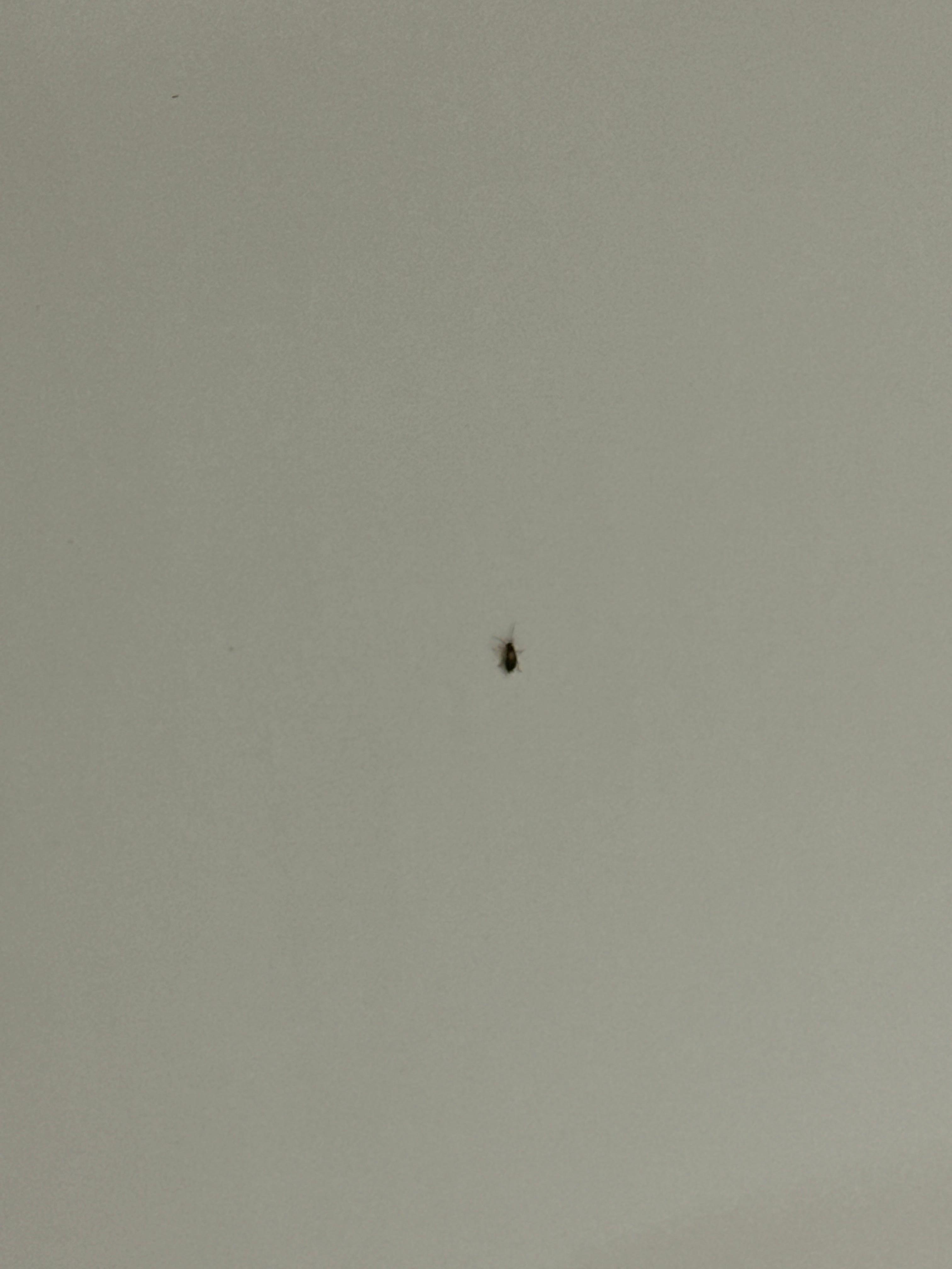 Roach