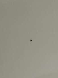 Roach