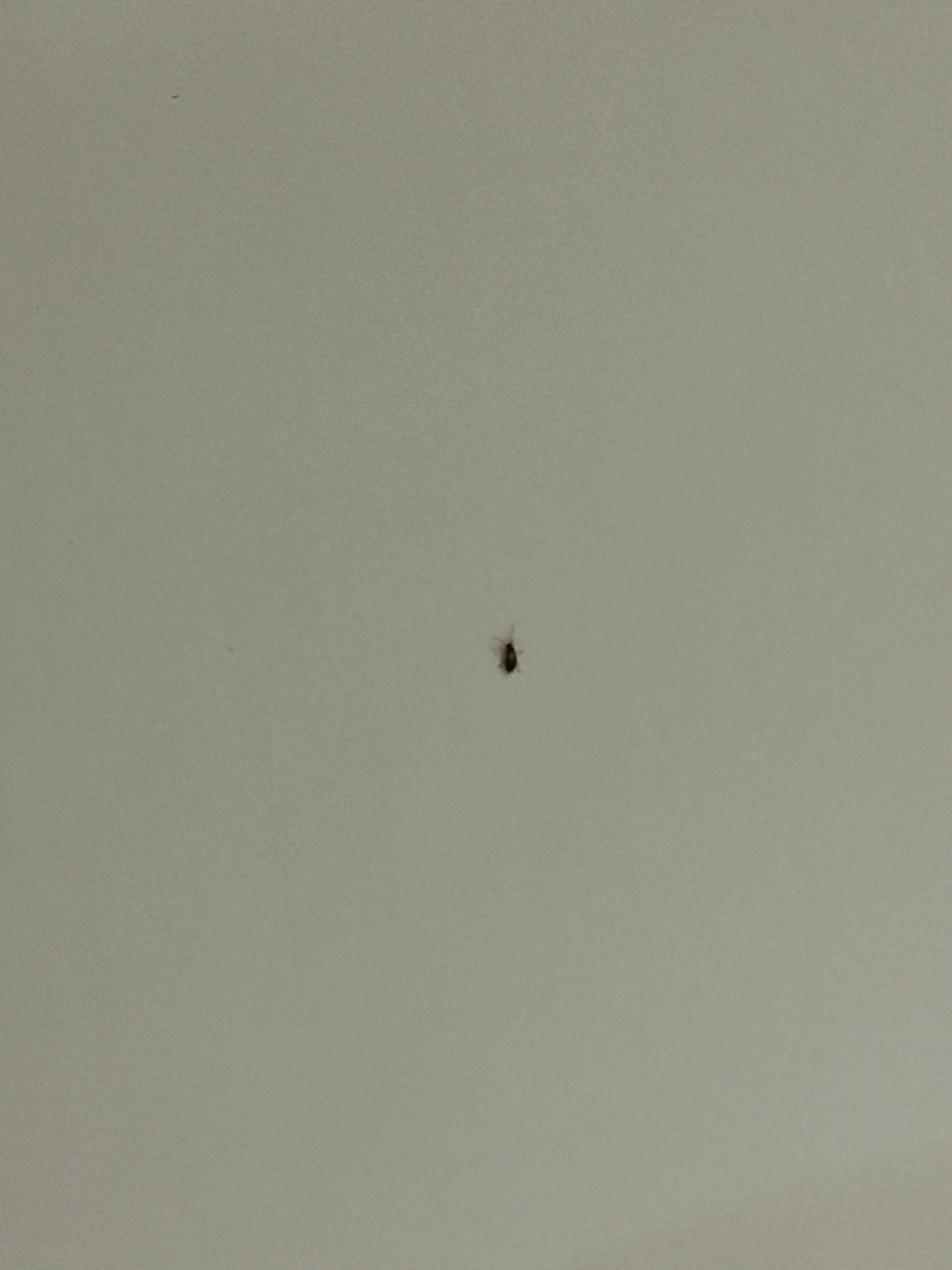 Roach