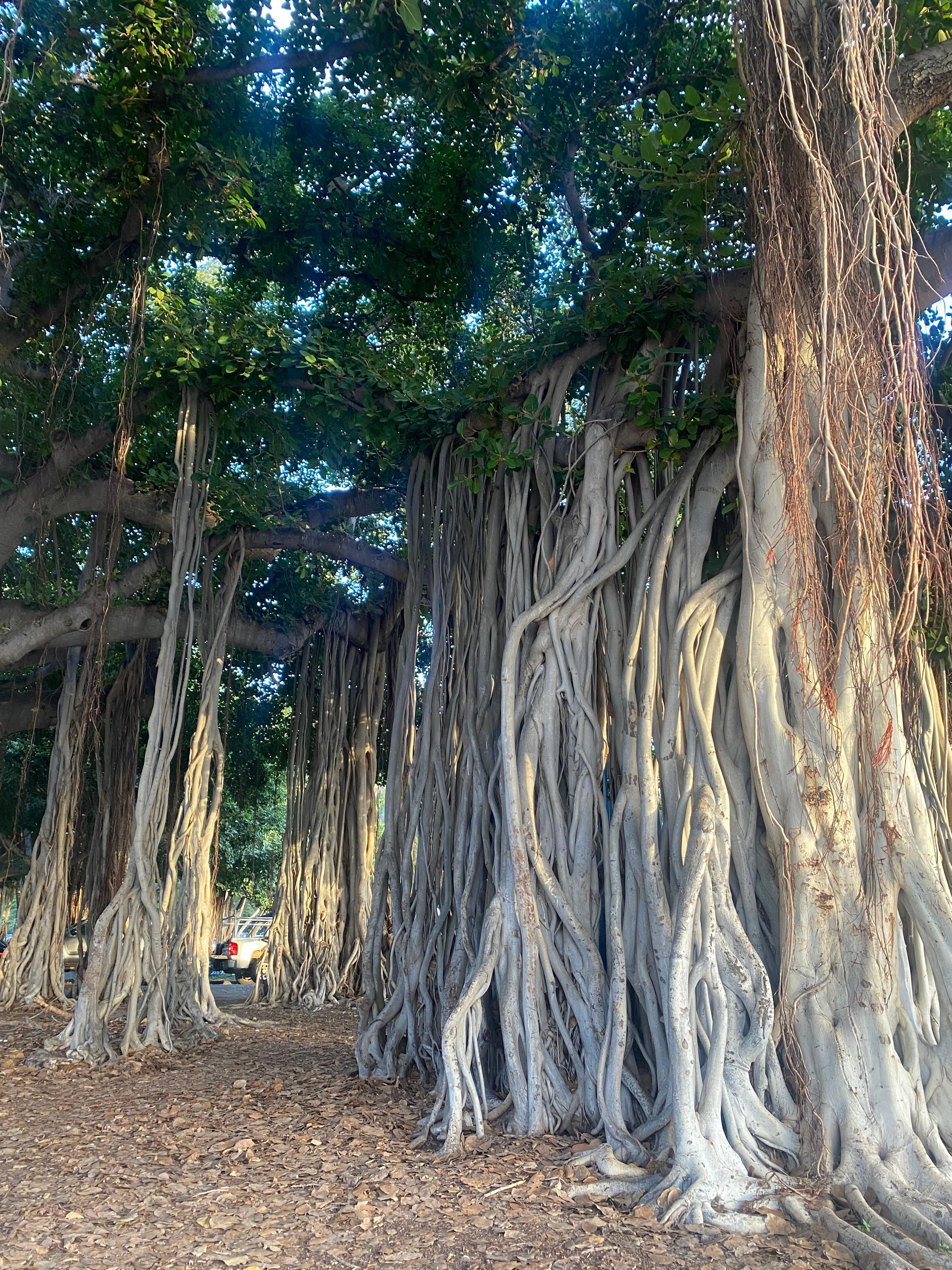 Kapiolani Park right next door