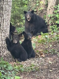 This was outside the cabin (I was sitting in my car)