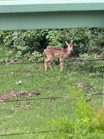 Every single day, we saw deer💕
