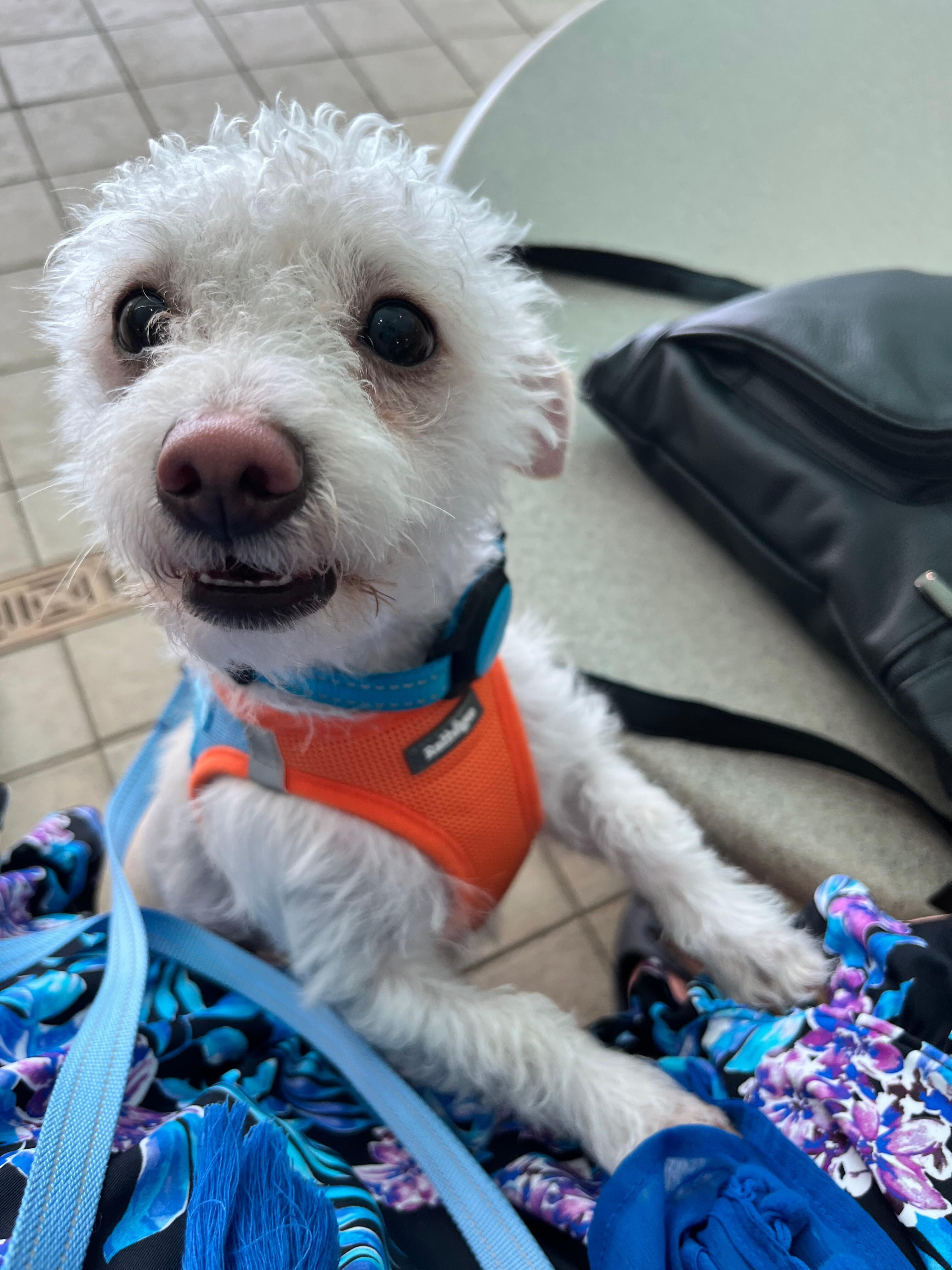 Freddie at the poolside