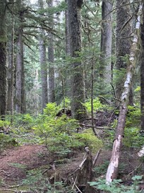 Hiking in the woods