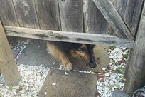 My dog checking on me in the outdoor shower!