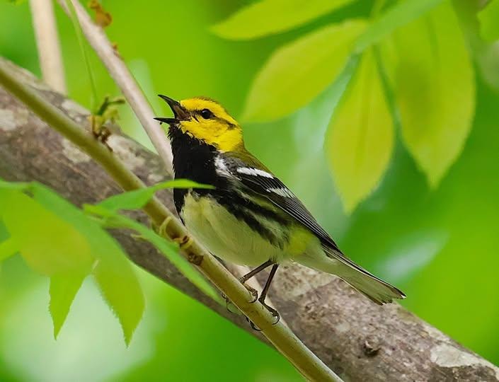 Black Throated Green Warbler on a nearby hike/