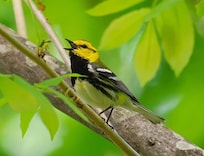 Black Throated Green Warbler on a nearby hike/