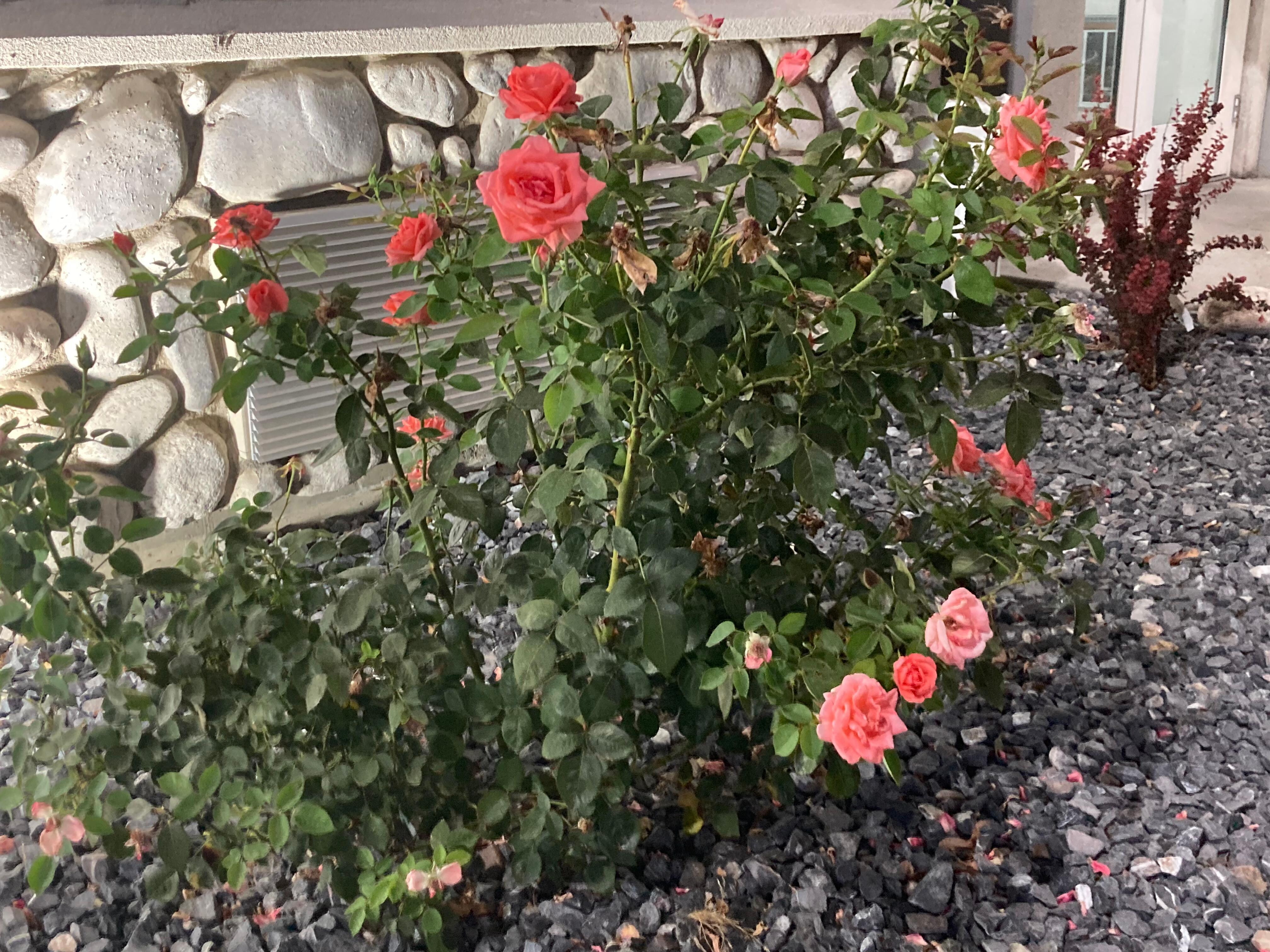 Orange peach rose bush
