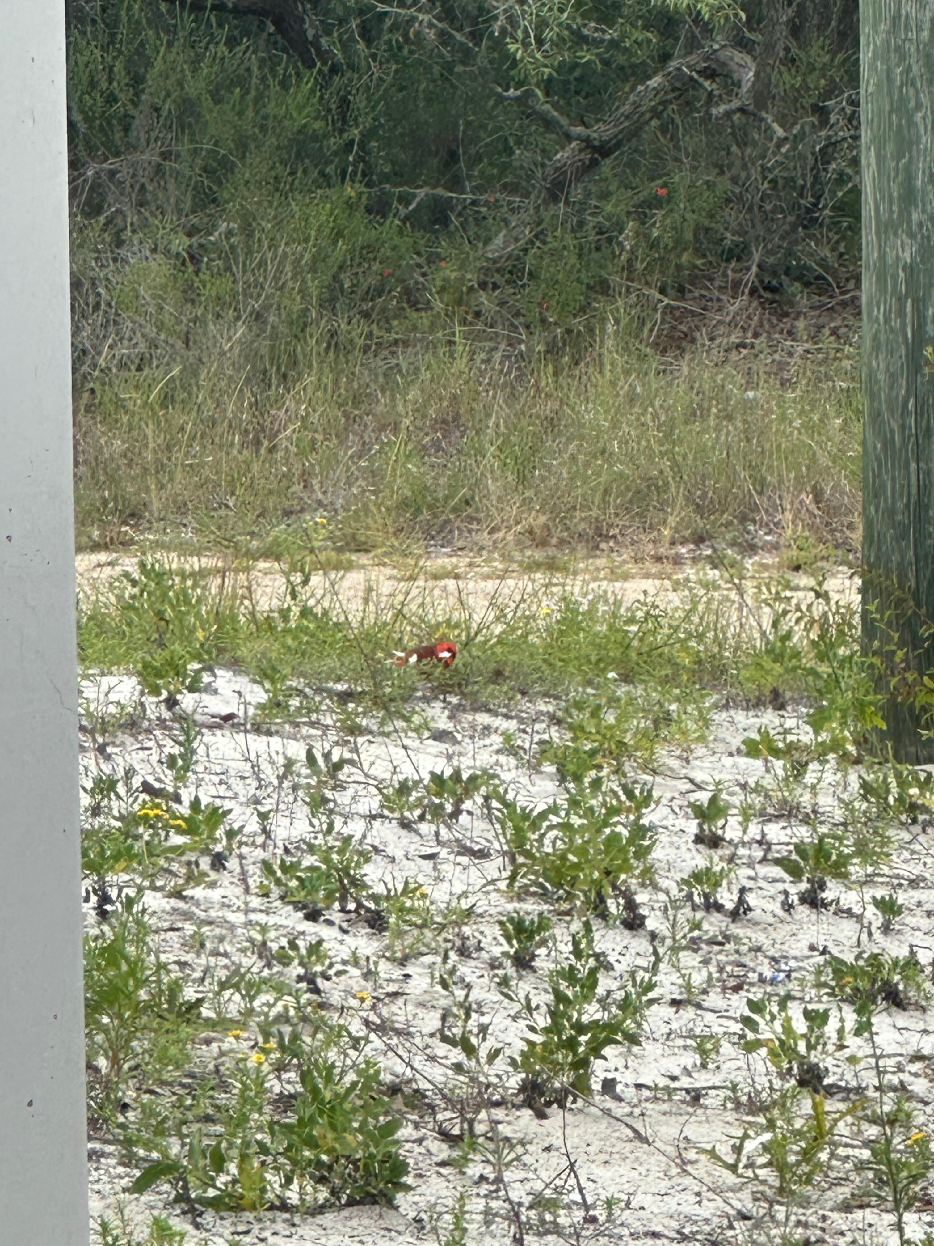 Red bird