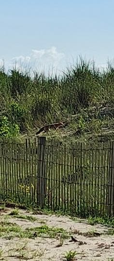 Fox on the dunes 