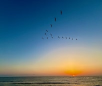 Flock of pelicans/sunset from deck
