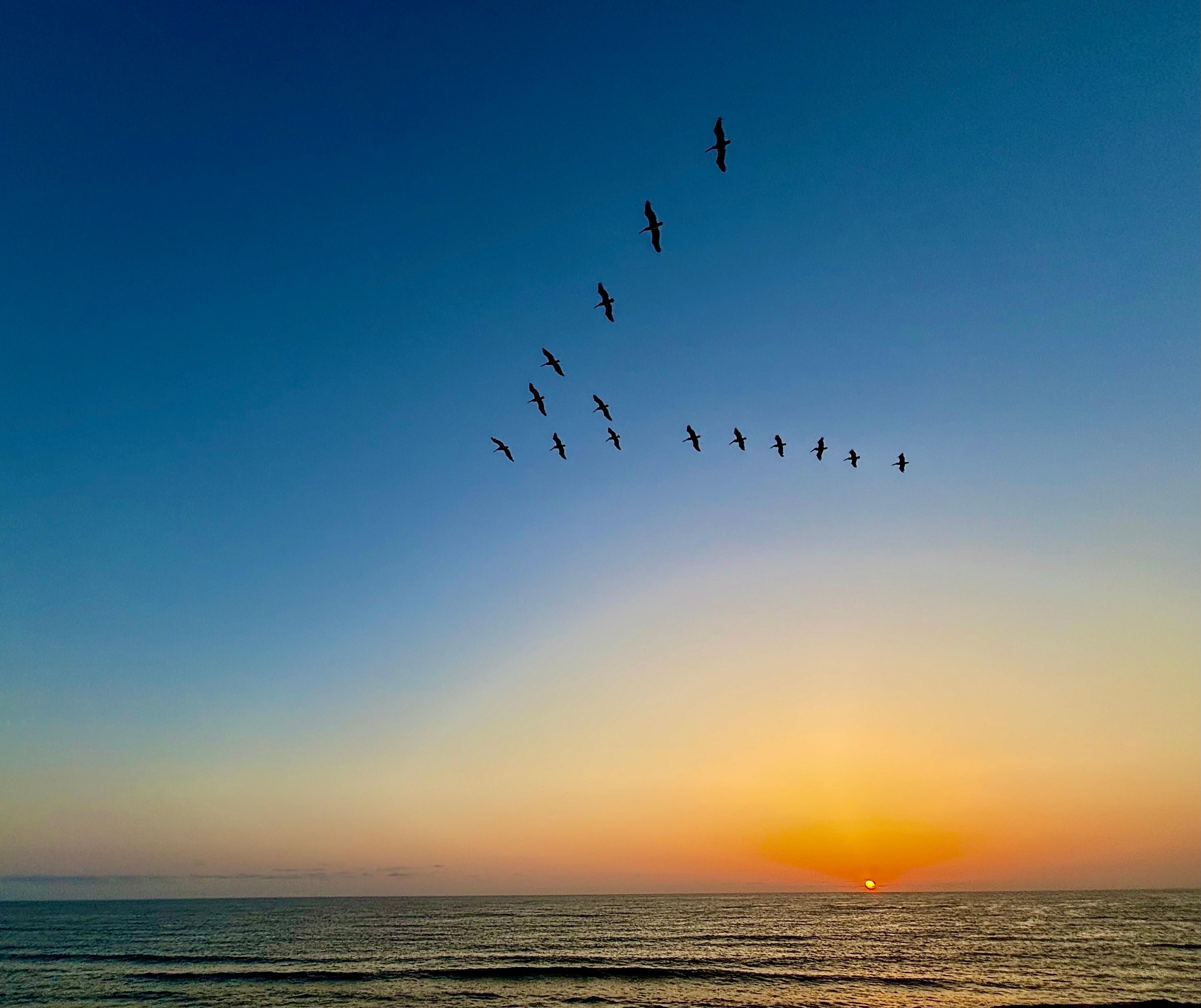 Flock of pelicans/sunset from deck