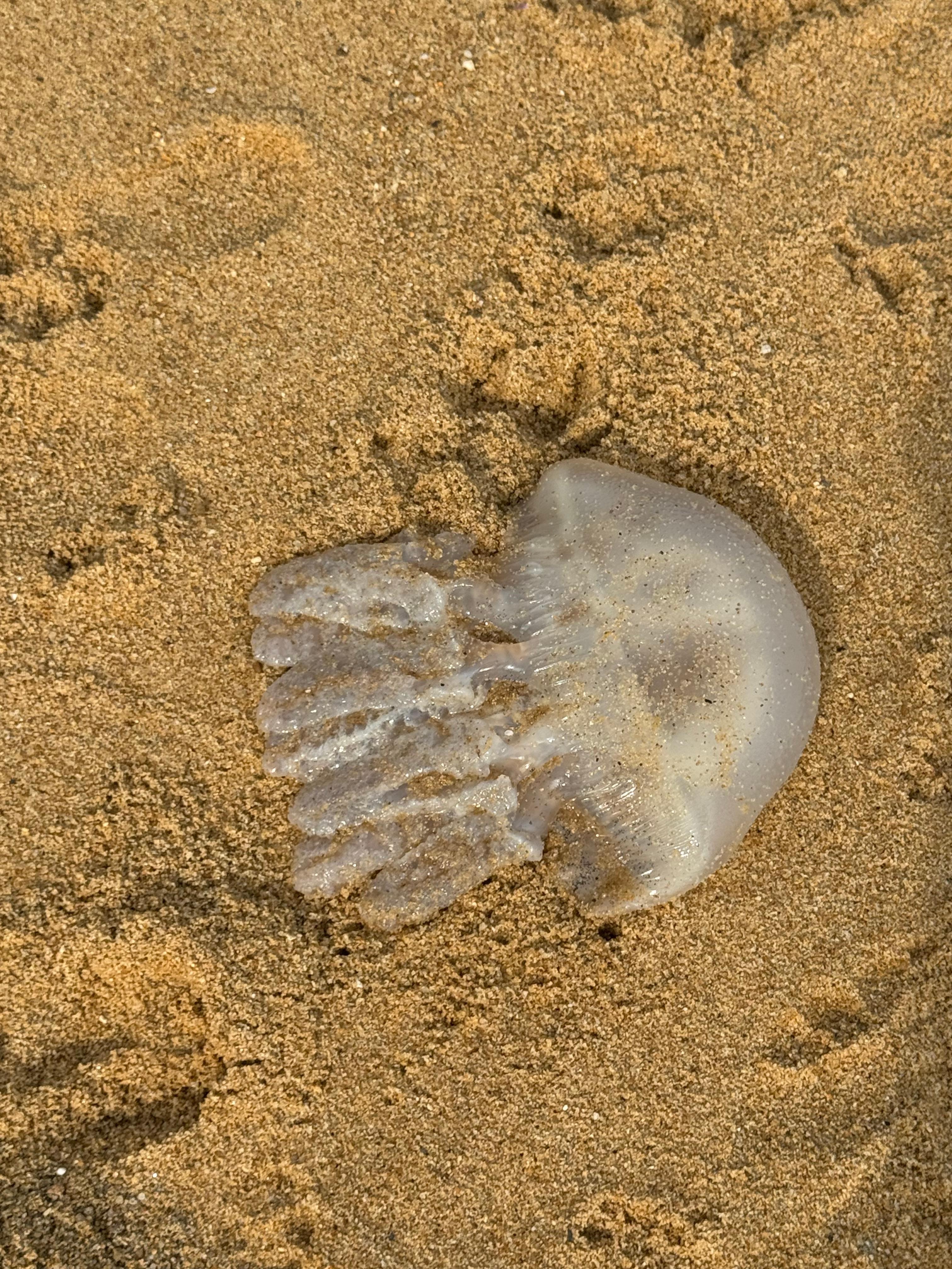 Jellyfish season so beware and only swim in net protected zone. They can still sting if they are in the sand so beware. 