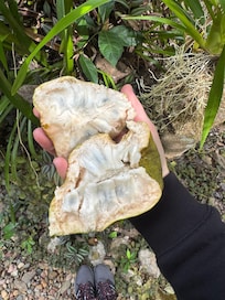 The kitchen gave me my fav. Fruit