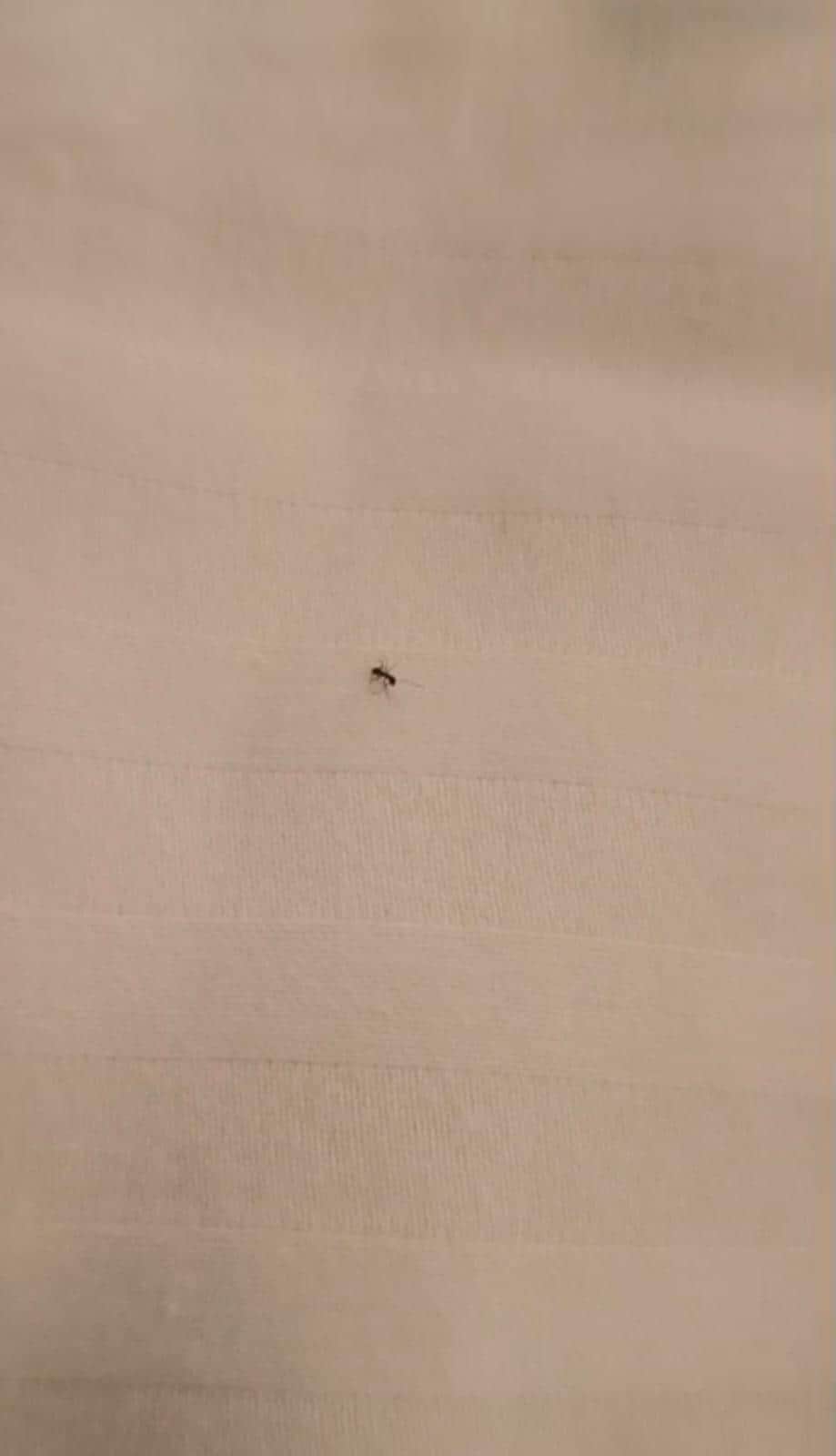 La habitación no estaba limpia, había hormiga en cama. 