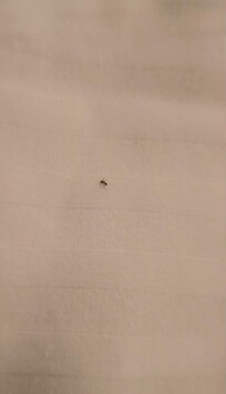 La habitación no estaba limpia, había hormiga en cama.