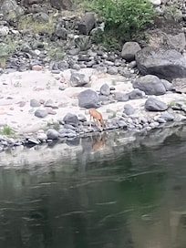 Deer at the River