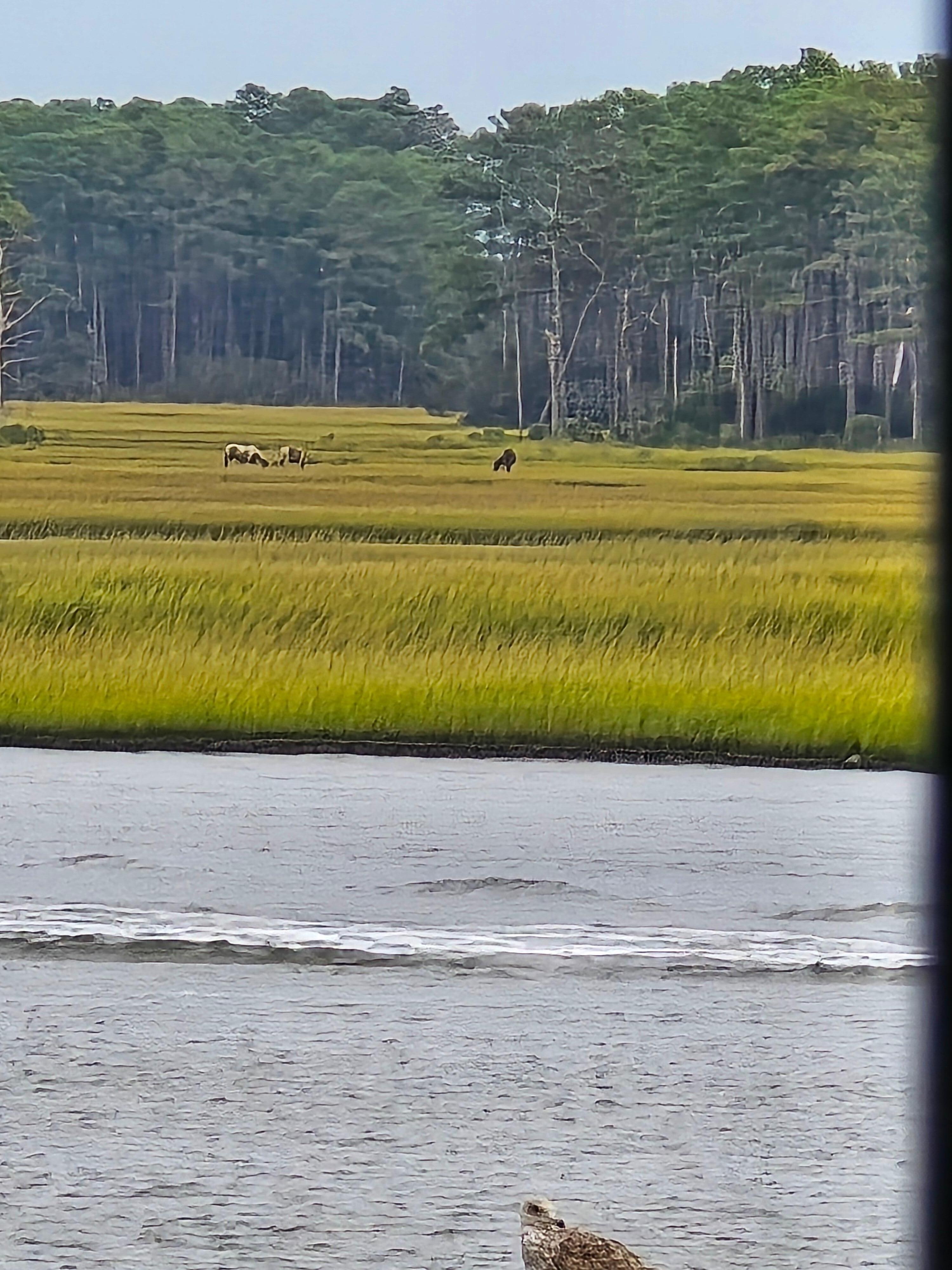 Zoomed views of the horses from the deck. 