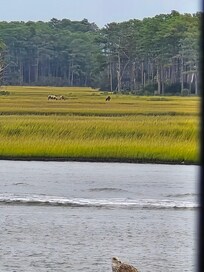 Zoomed views of the horses from the deck.