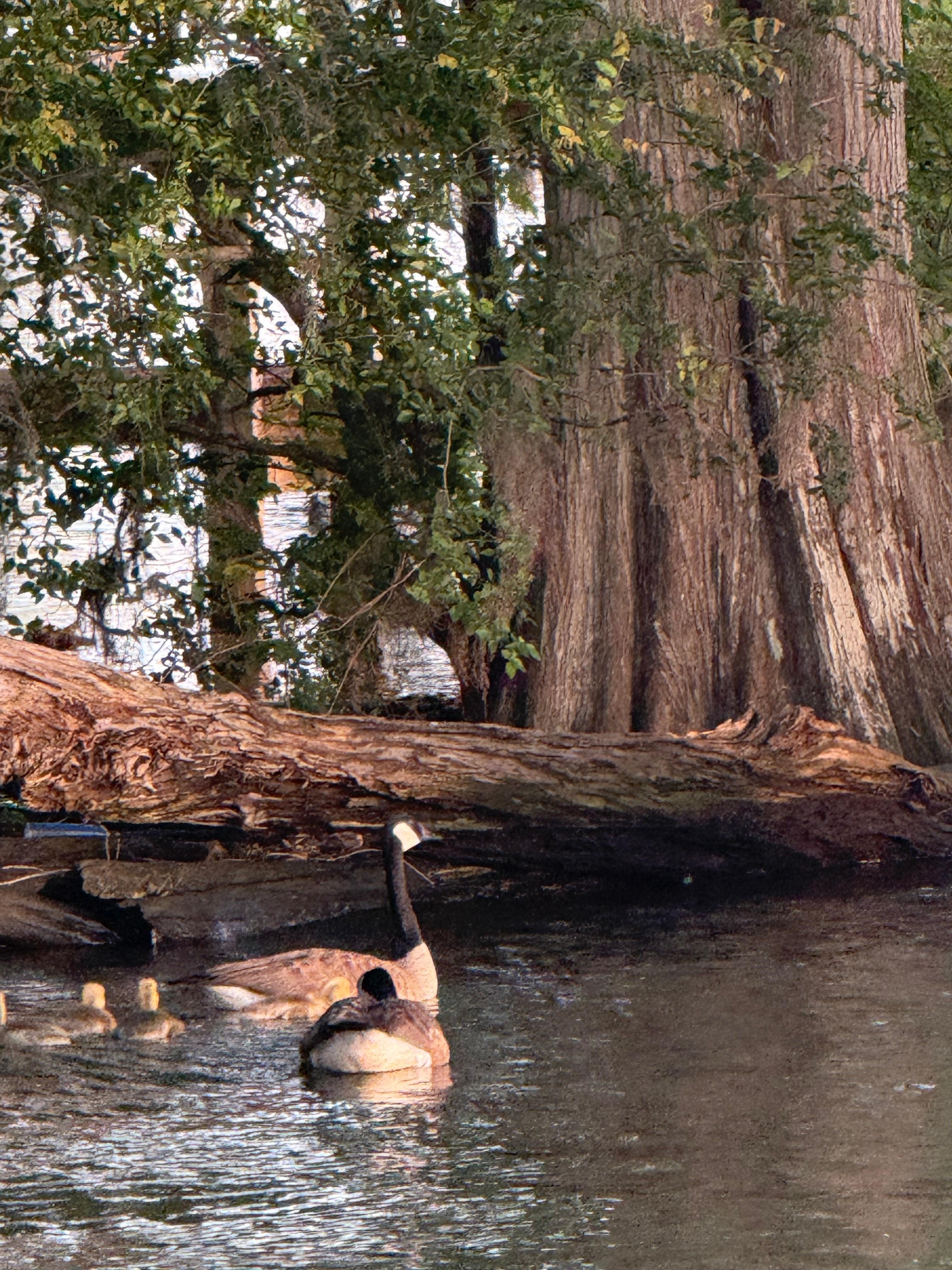 So much wildlife to enjoy