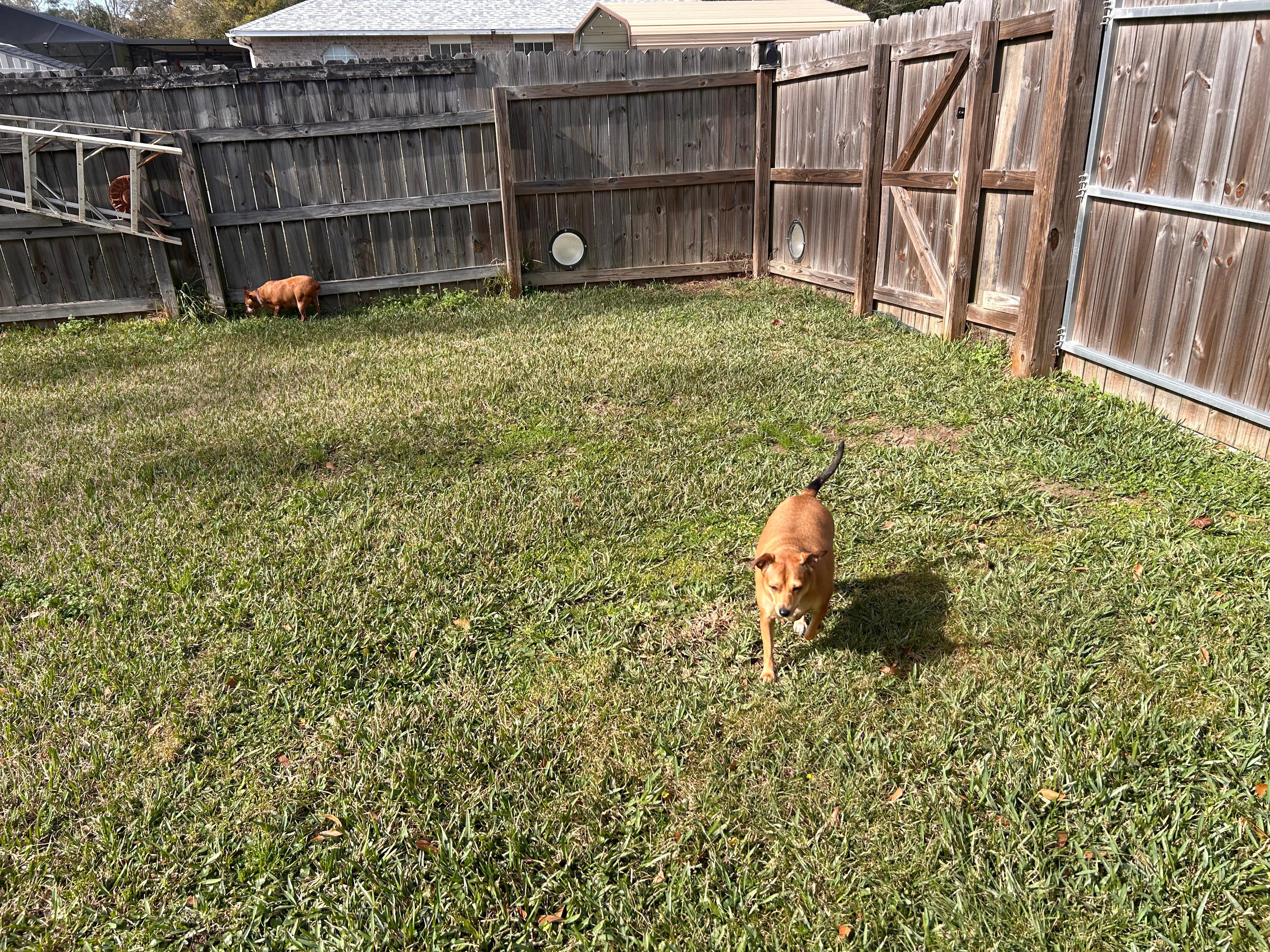 Look out holes for fur babies 