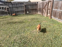 Look out holes for fur babies