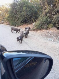 Les cochons en liberté. Typique de cette île