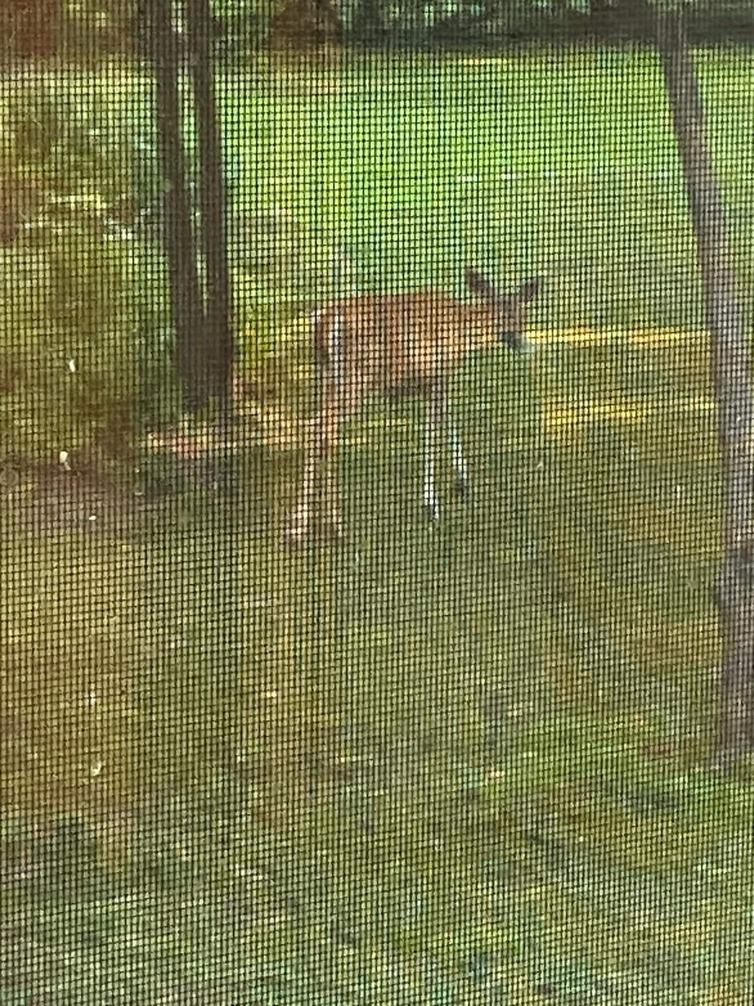 Pretty little deer right outside the window!