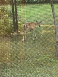 Pretty little deer right outside the window!