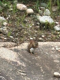 Red squirrels everywhere!