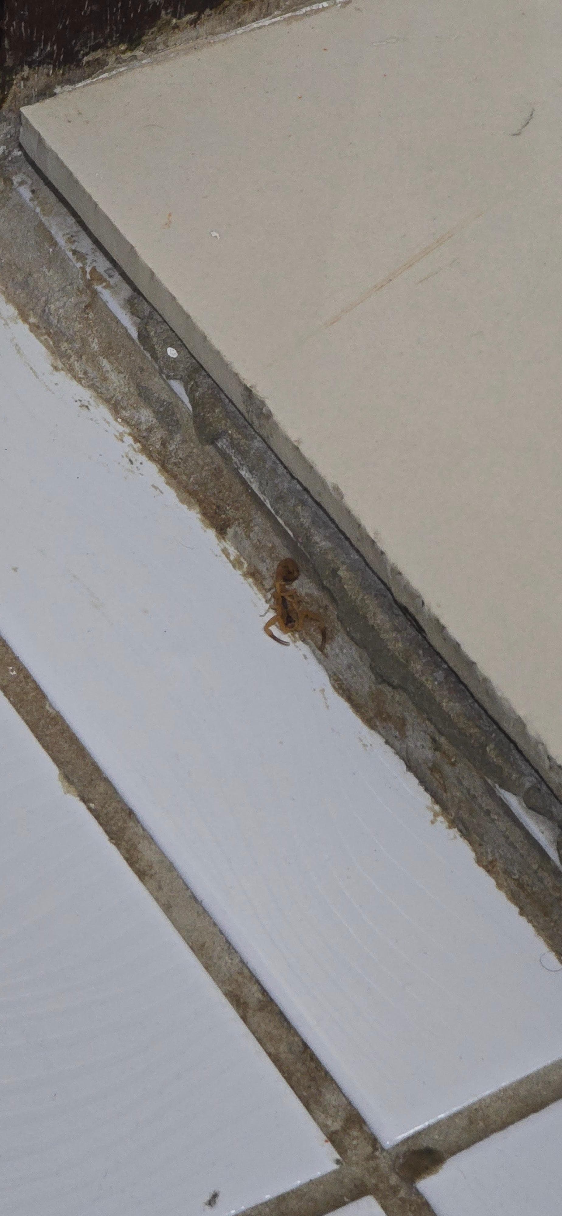 Escorpião no banheiro 