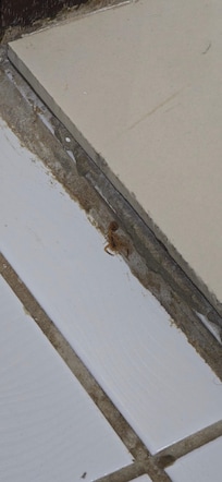 Escorpião no banheiro