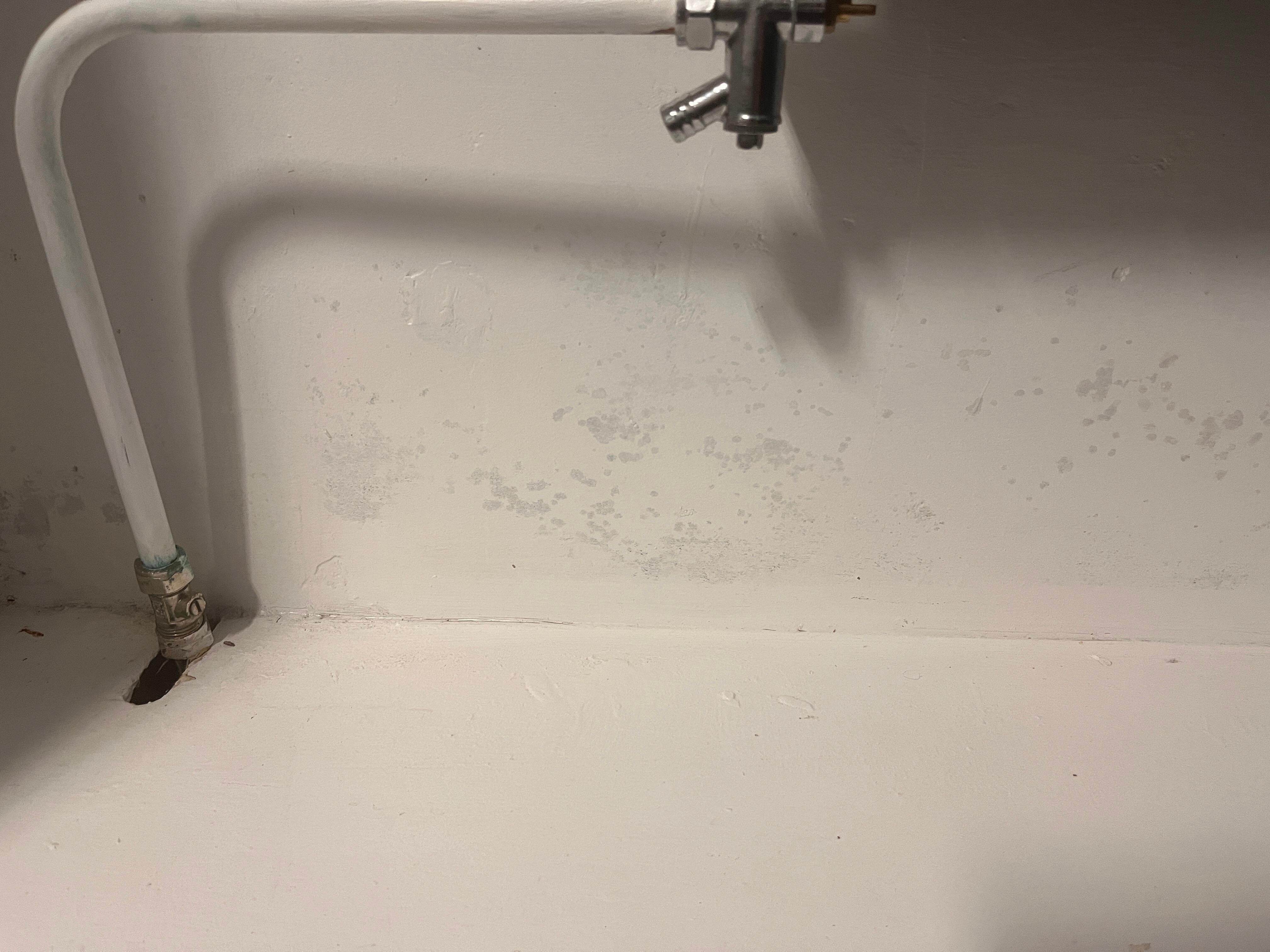 Damp / mould on external wall