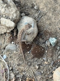 A lizard on our patio