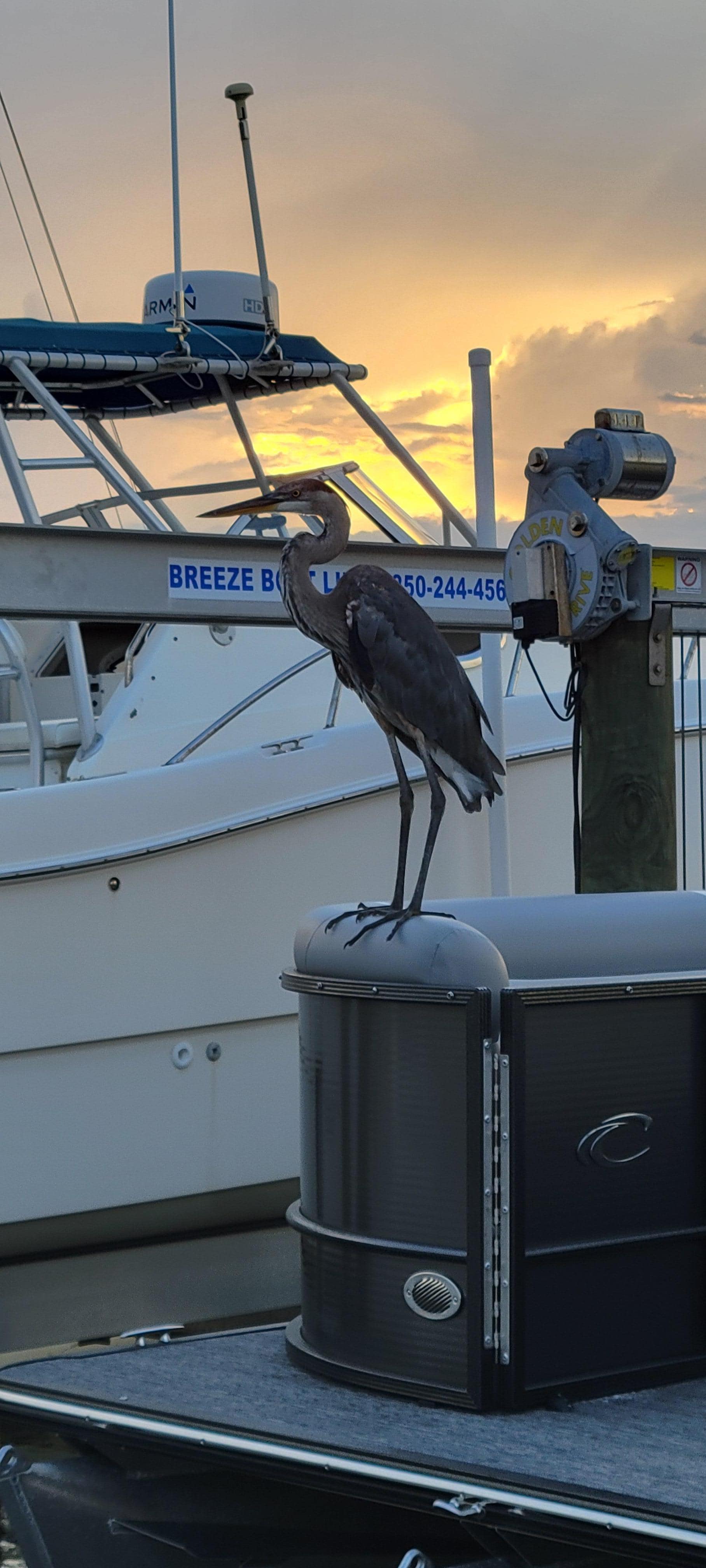 Fred on the boat dock.